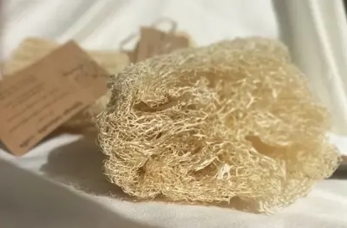 Eponge naturelle Luffa